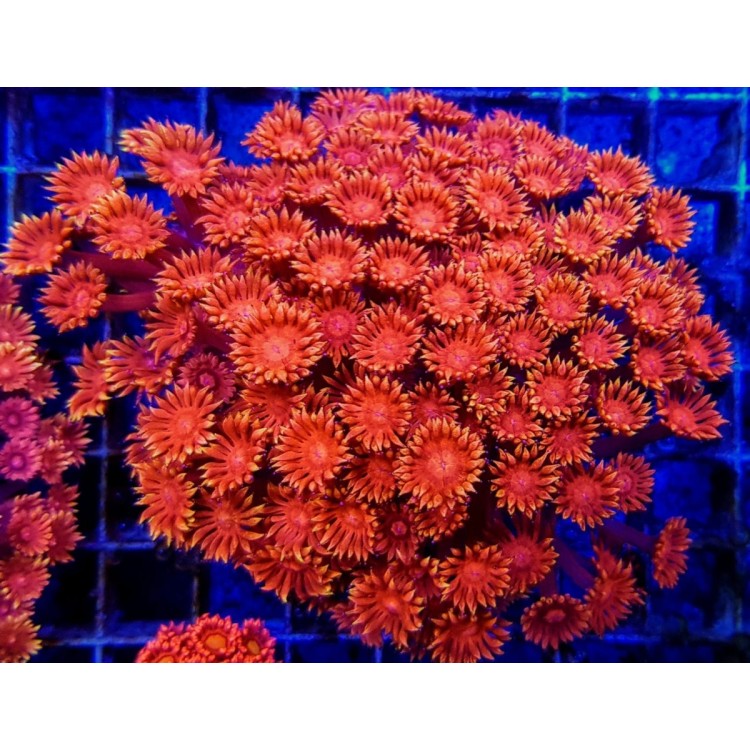 Goniopora sp. red FRAG - imagine 3